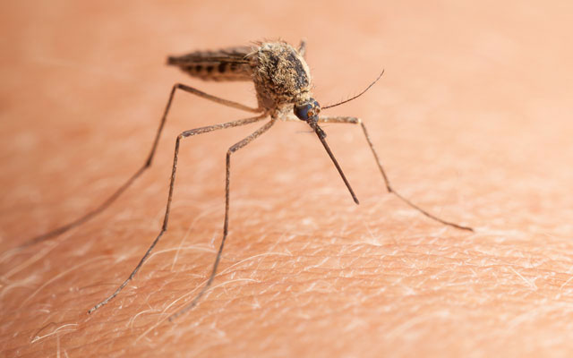 Porque é que Melgas e Mosquitos picam mais umas pessoas do que outras?