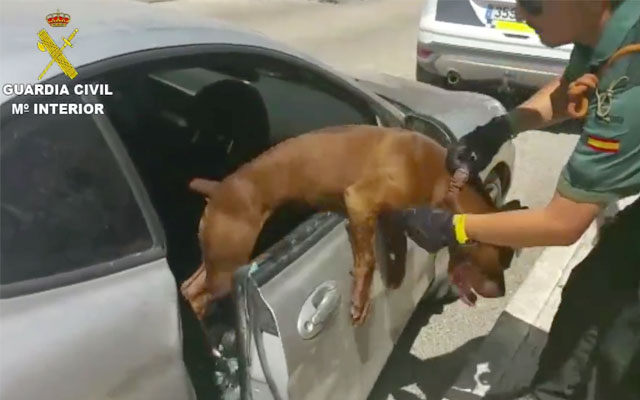 Polícia parte vidro para Resgatar Cão Prestes a Sufocar