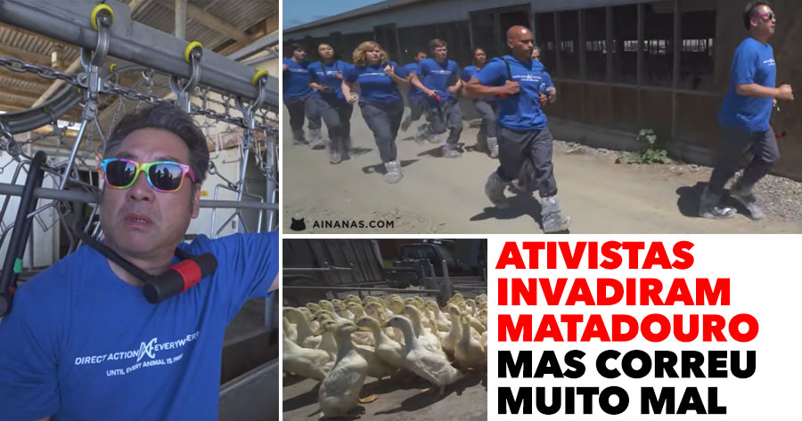 Ativistas invadiram matadouro mas CORREU MUITO MAL